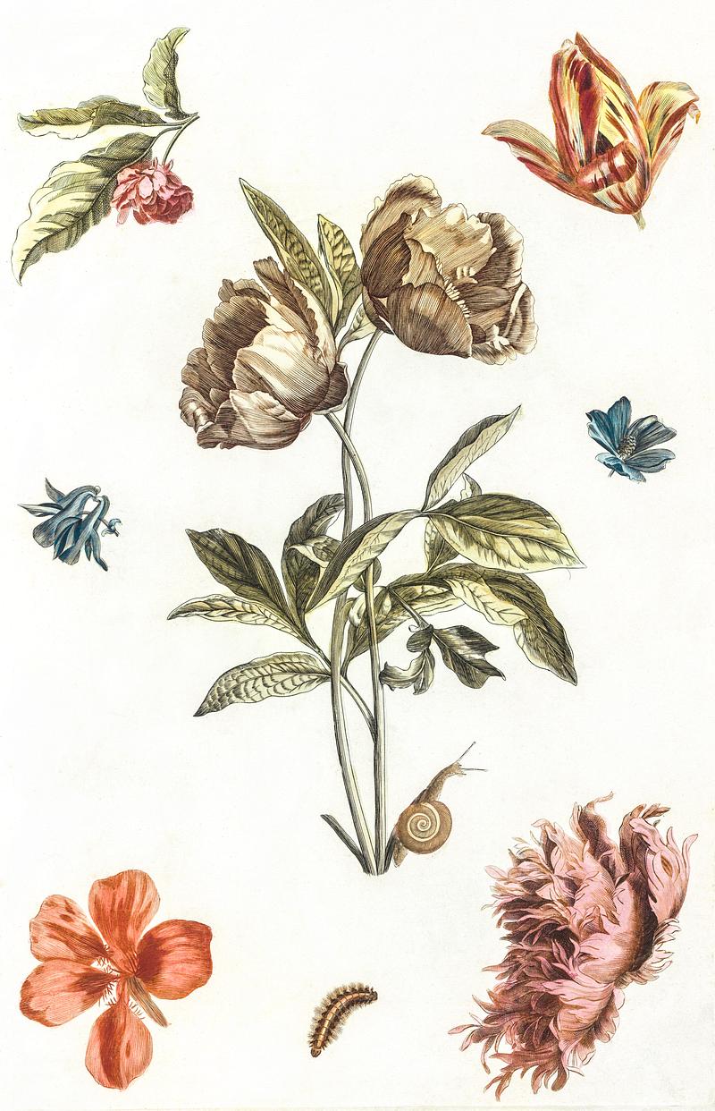 Various flowers and a caterpillar by Johan Teyler (1648-1709). Original from The Rijksmuseum. Digitally enhanced by rawpixel. Various flowers and a caterpillar by Johan Teyler (1648-1709). Original from The Rijksmuseum. Digitally enhanced by rawpixel.