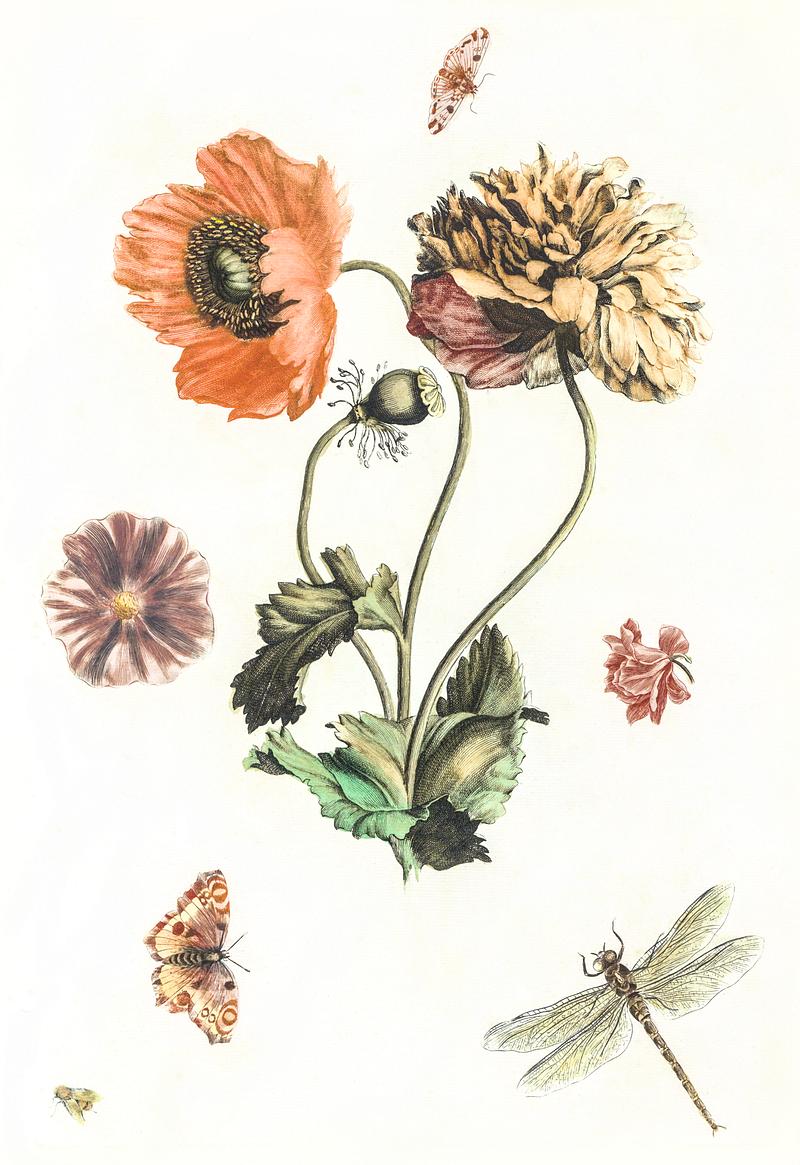 Three poppies, two butterflies, a fly and a dragonfly by Johan Teyler (1648-1709). Original from The Rijksmuseum. Digitally enhanced by rawpixel. Three poppies, two butterflies, a fly and a dragonfly by Johan Teyler (1648-1709). Original from The Rijksmuseum. Digitally…