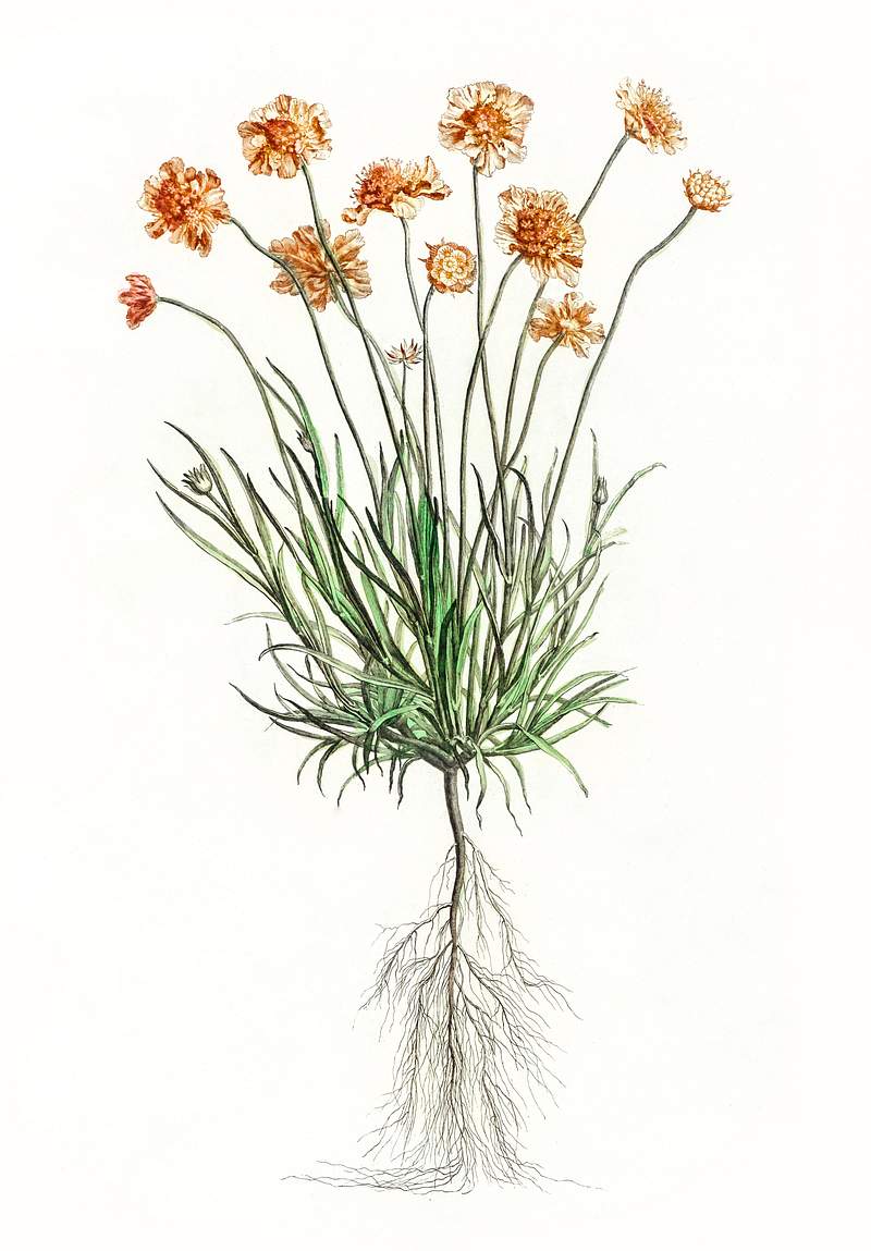 Scabiosa by Johan Teyler (1648-1709). Original from The Rijksmuseum. Digitally enhanced by rawpixel.