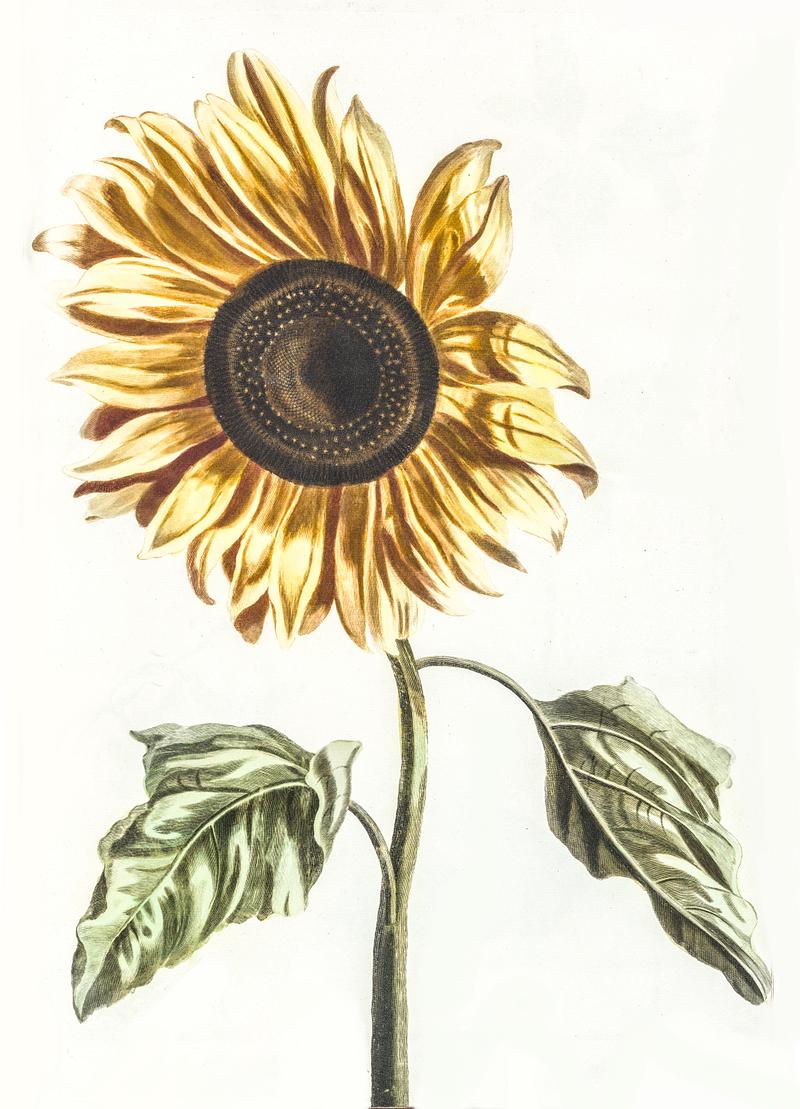 A sunflower by Johan Teyler (1648-1709). Original from The Rijksmuseum. Digitally enhanced by rawpixel. A sunflower by Johan Teyler (1648-1709). Original from The Rijksmuseum. Digitally enhanced by rawpixel.