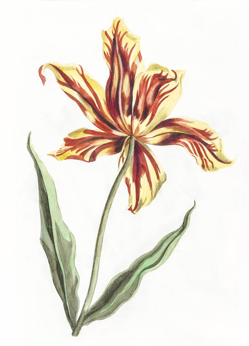 A tulip by Johan Teyler (1648-1709). Original from The Rijksmuseum. Digitally enhanced by rawpixel. A tulip by Johan Teyler (1648-1709). Original from The Rijksmuseum. Digitally enhanced by rawpixel.