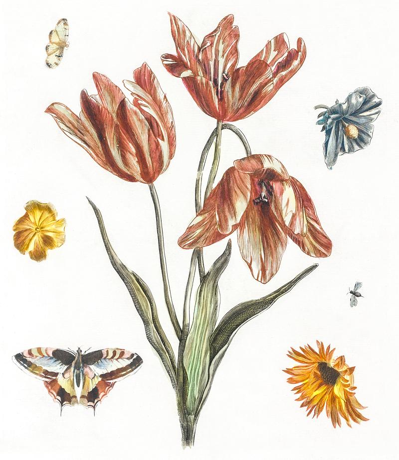 Flowers, butterflies and a fly by Johan Teyler (1648-1709). Original from The Rijksmuseum. Digitally enhanced by rawpixel. Flowers, butterflies and a fly by Johan Teyler (1648-1709). Original from The Rijksmuseum. Digitally enhanced by rawpixel.