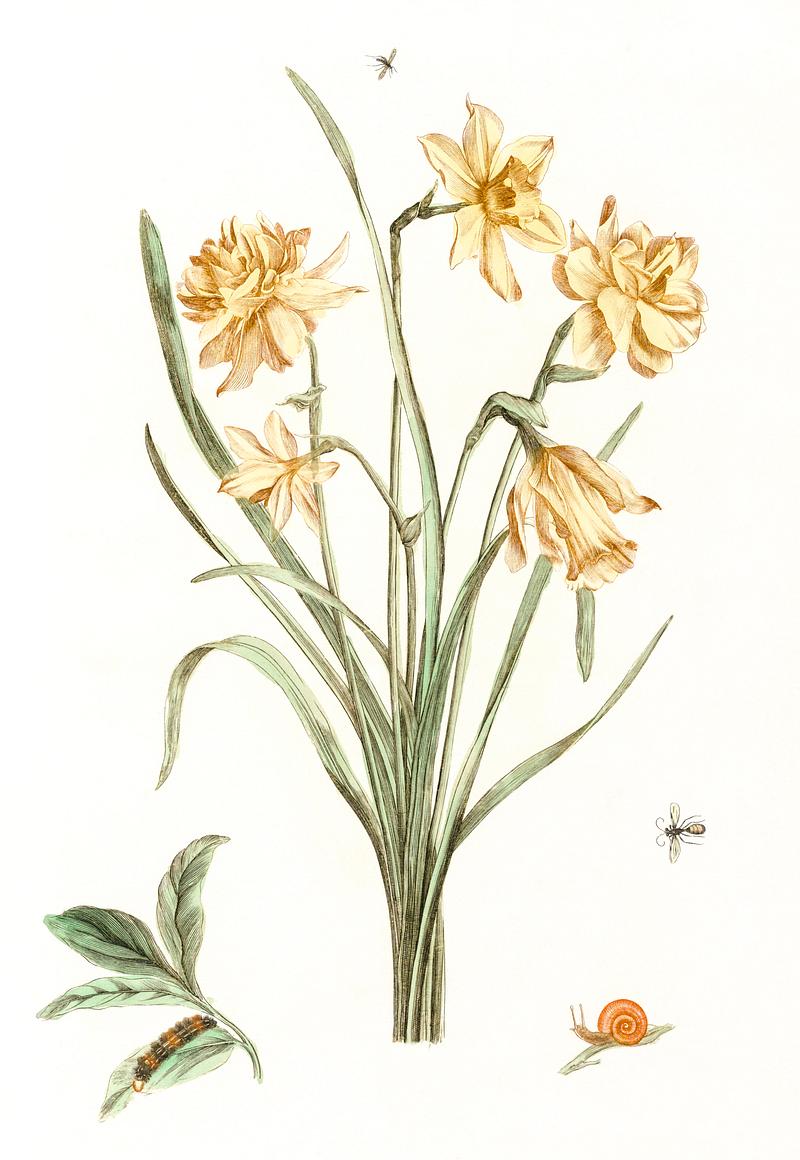 Five daffodils by Johan Teyler (1648-1709). Original from The Rijksmuseum. Digitally enhanced by rawpixel. Five daffodils by Johan Teyler (1648-1709). Original from The Rijksmuseum. Digitally enhanced by rawpixel.