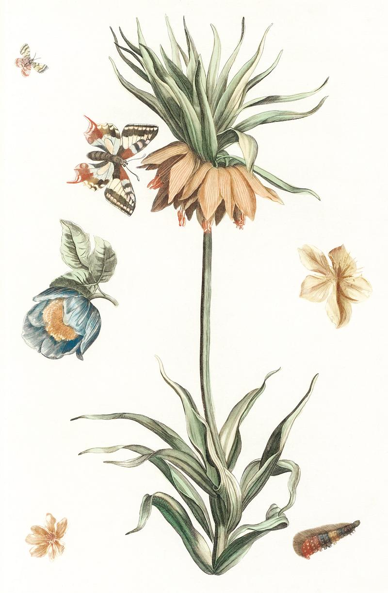 Keizerskroon tulip, butterflies and caterpillars by Johan Teyler (1648-1709). Original from The Rijksmuseum. Digitally enhanced by rawpixel. Keizerskroon tulip, butterflies and caterpillars by Johan Teyler (1648-1709). Original from The Rijksmuseum. Digitally…