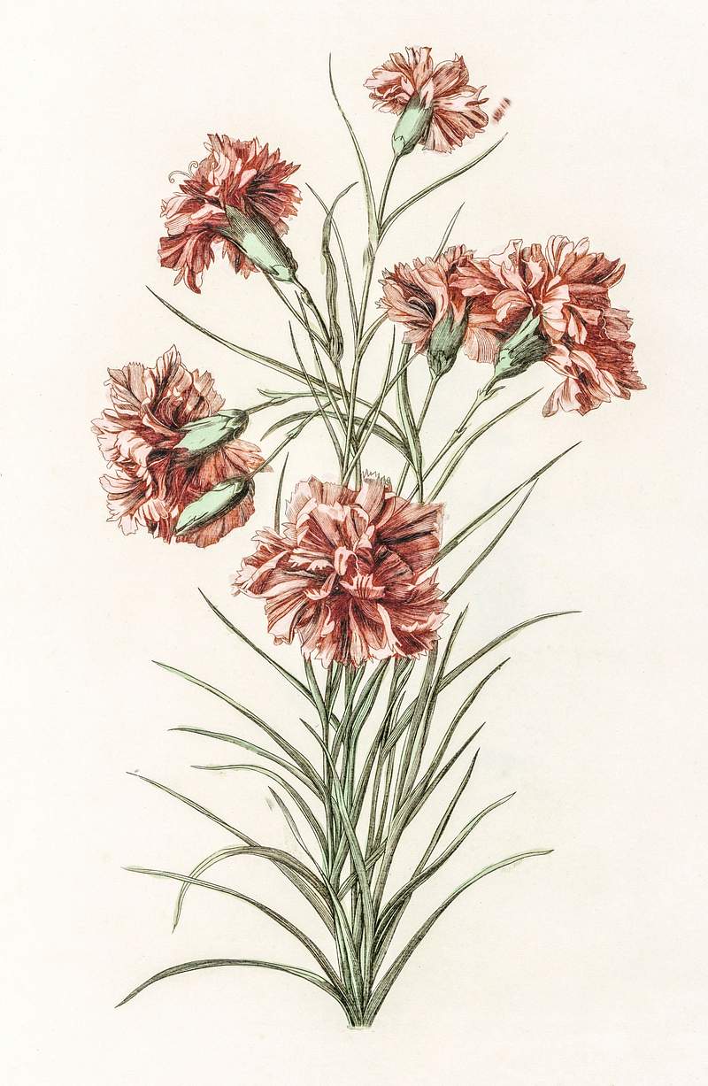 Six carnations by Johan Teyler (1648-1709). Original from The Rijksmuseum. Digitally enhanced by rawpixel.