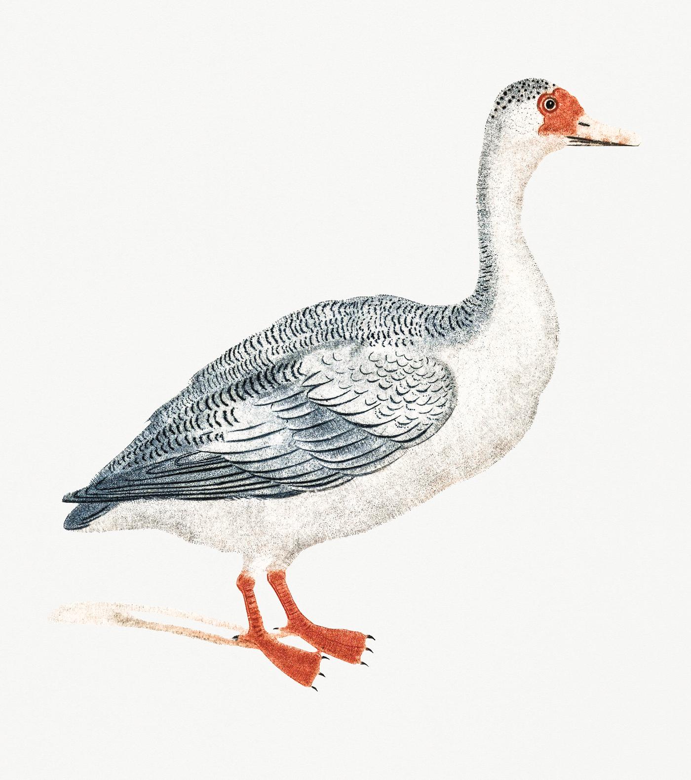A Goose by Johan Teyler (1648-1709). Original from Rijks Museum. Digitally enhanced by rawpixel. A Goose by Johan Teyler (1648-1709). Original from Rijks Museum. Digitally enhanced by rawpixel.