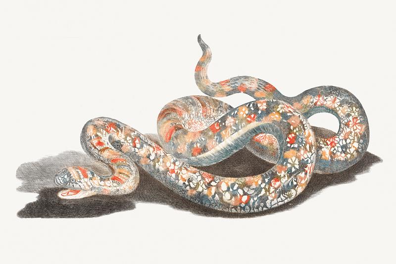 A snake by Johan Teyler (1648-1709). Original from The Rijksmuseum. Digitally enhanced by rawpixel. A snake by Johan Teyler (1648-1709). Original from The Rijksmuseum. Digitally enhanced by rawpixel.