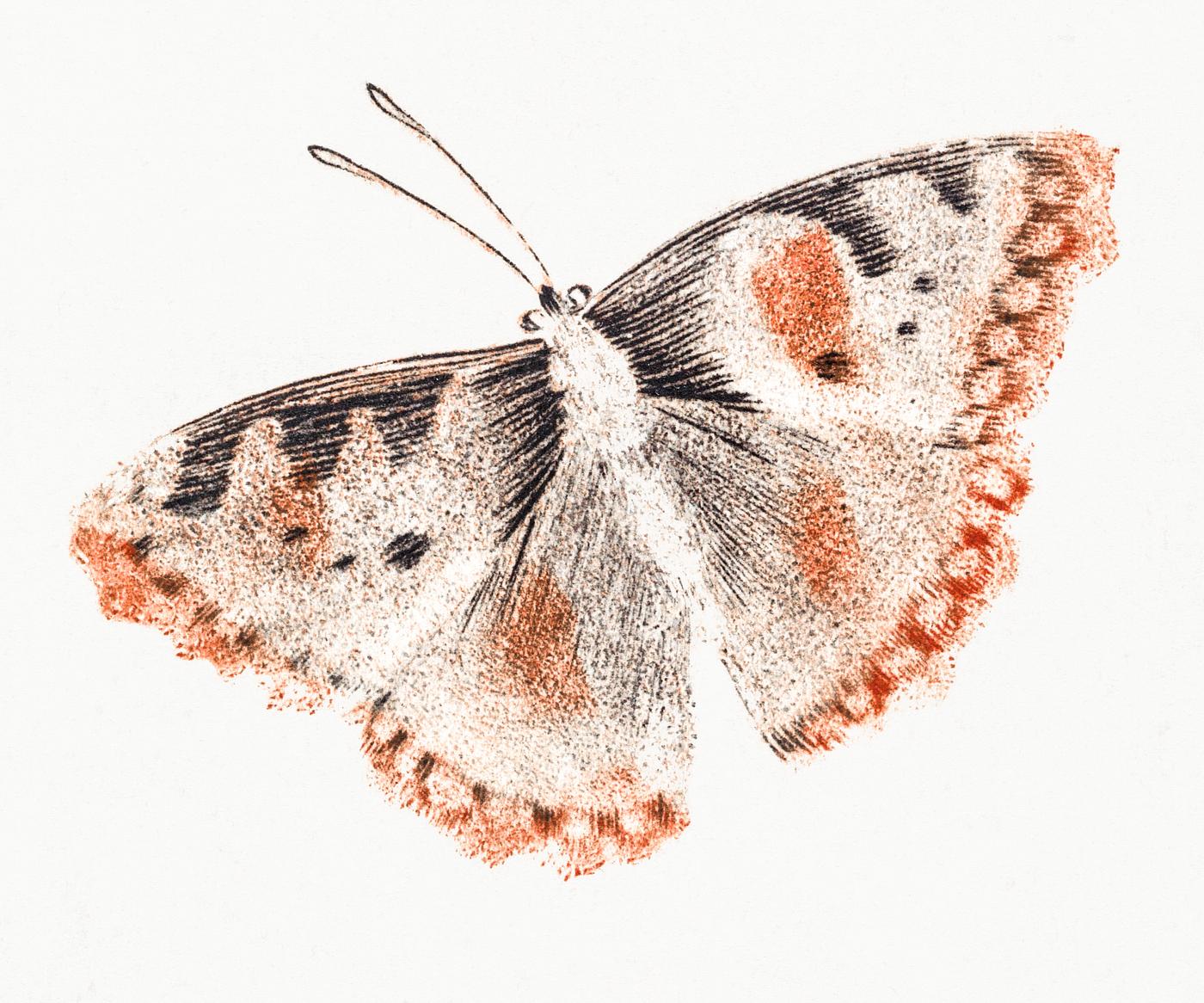 A butterfly by Johan Teyler (1648-1709). Original from The Rijksmuseum. Digitally enhanced by rawpixel. A butterfly by Johan Teyler (1648-1709). Original from The Rijksmuseum. Digitally enhanced by rawpixel.
