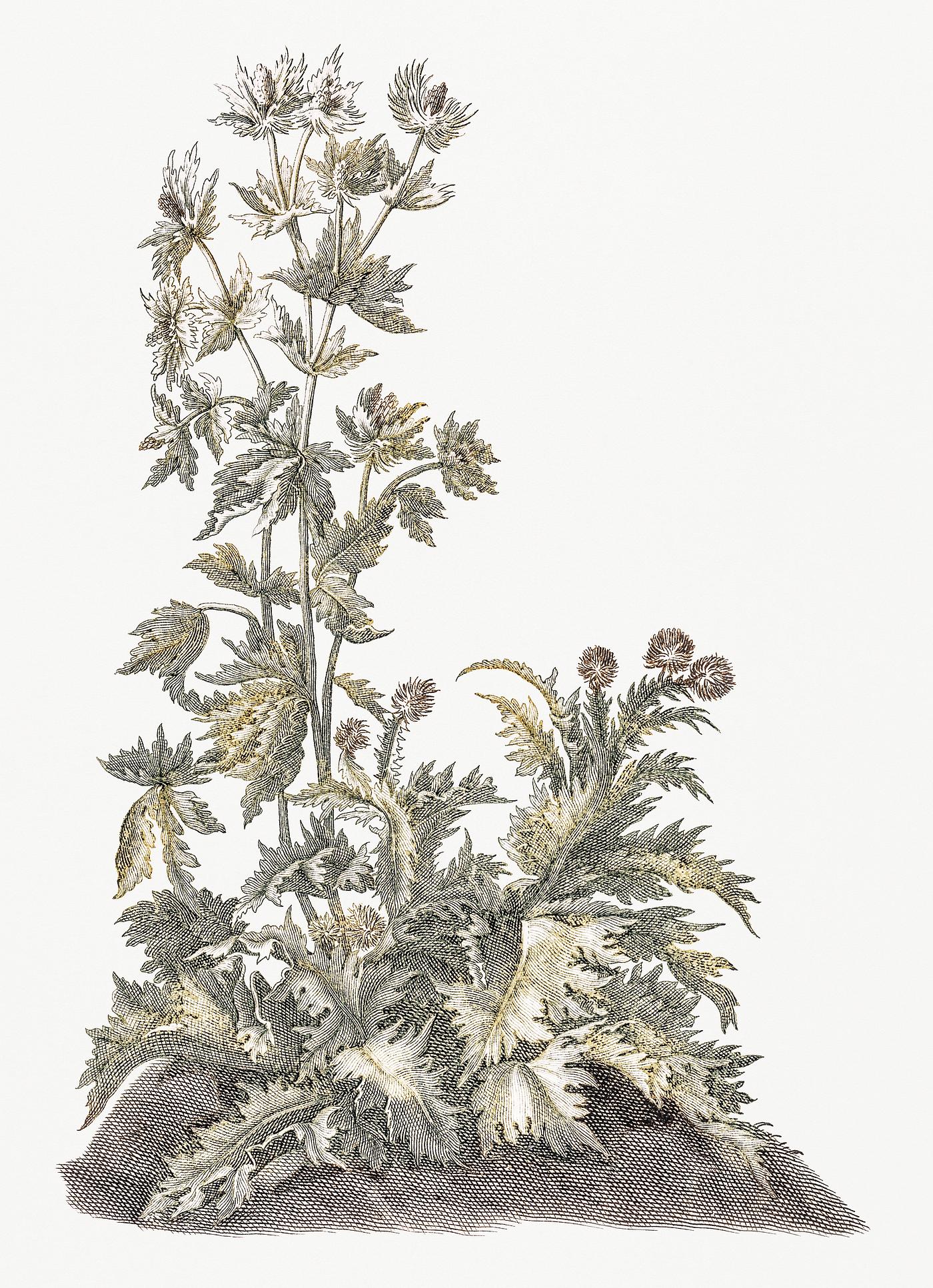 Blooming thistles by Johan Teyler (1648-1709). Original from Rijks Museum. Digitally enhanced by rawpixel. Blooming thistles by Johan Teyler (1648-1709). Original from Rijks Museum. Digitally enhanced by rawpixel.