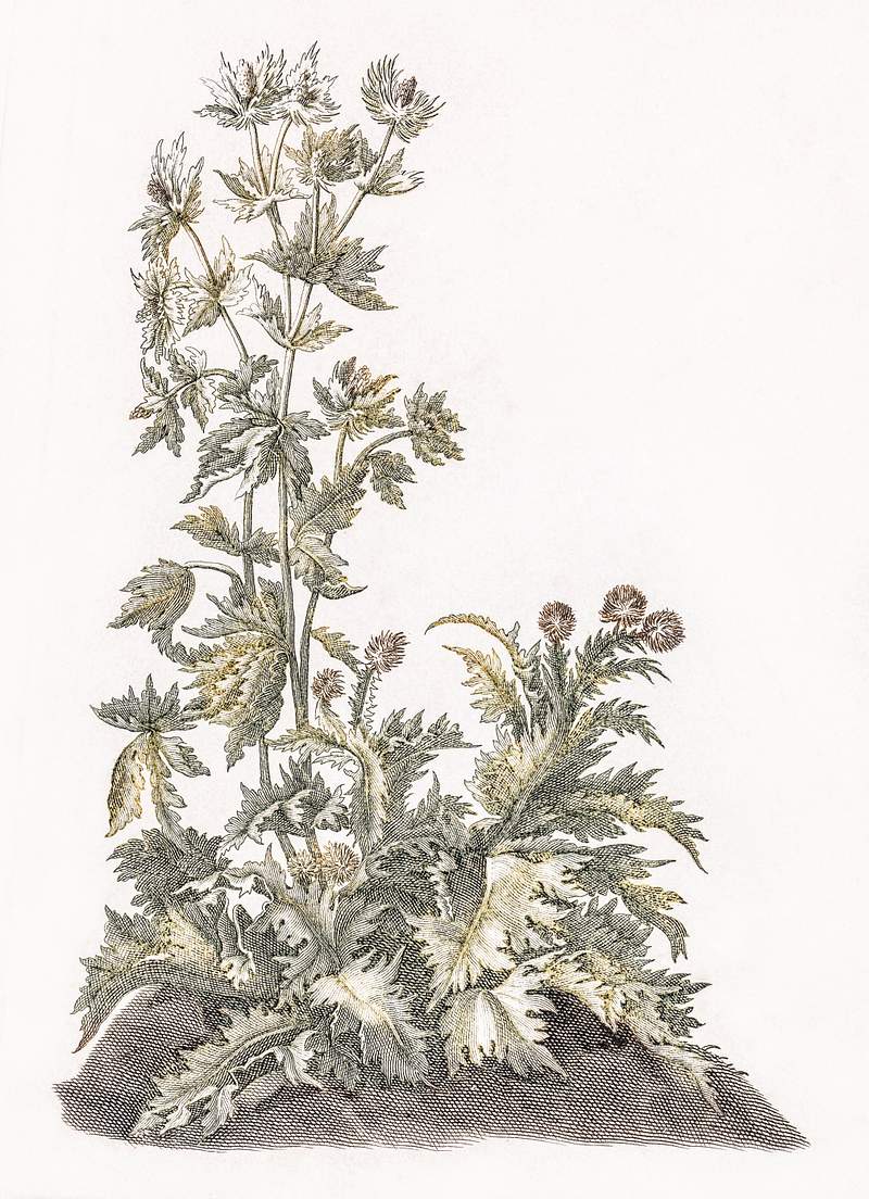 Blooming thistles by Johan Teyler (1648-1709). Original from The Rijksmuseum. Digitally enhanced by rawpixel.