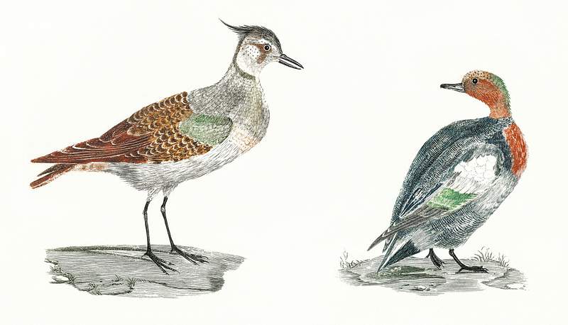 A Lapwing and a Duck by Johan Teyler (1648-1709). Original from The Rijksmuseum. Digitally enhanced by rawpixel.