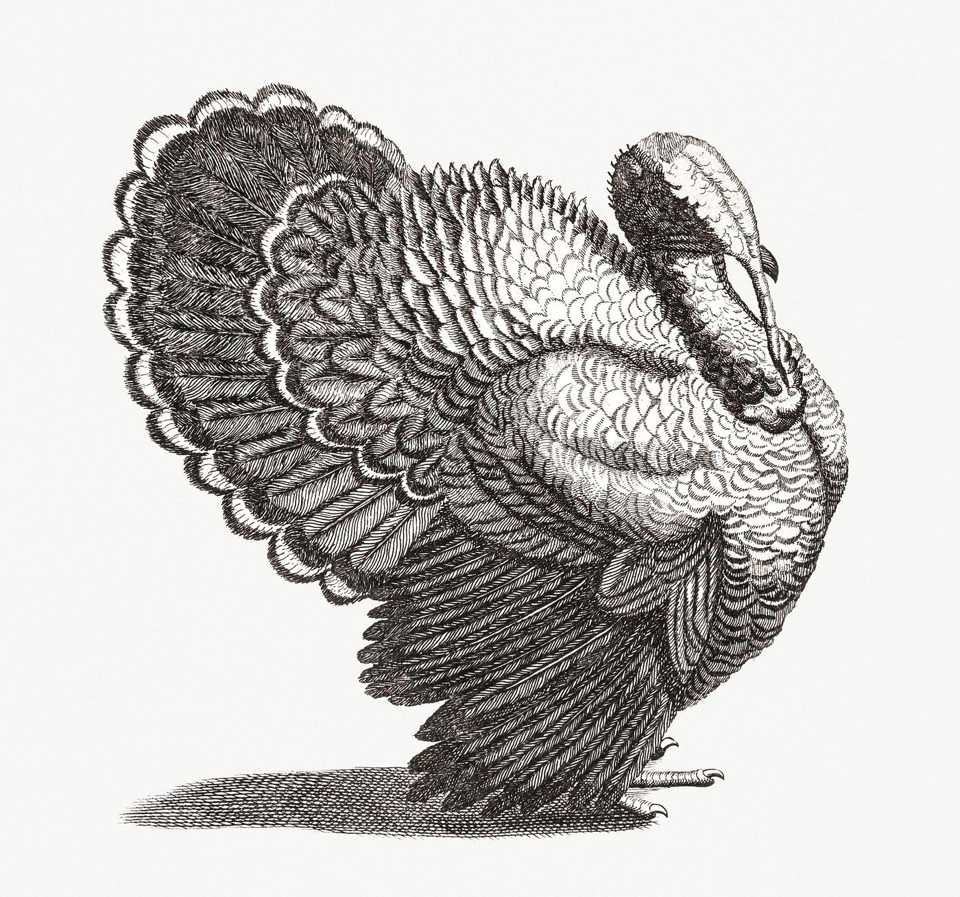 A Turkey by Johan Teyler (1648-1709). Original from Rijks Museum. Digitally enhanced by rawpixel. A Turkey by Johan Teyler (1648-1709). Original from Rijks Museum. Digitally enhanced by rawpixel.