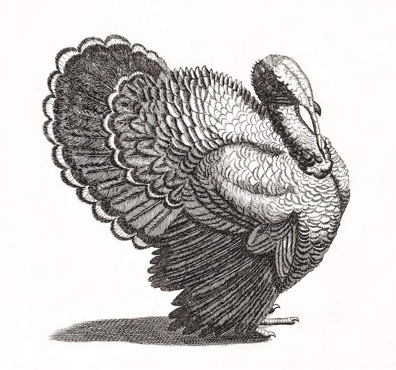 A Turkey by Johan Teyler (1648-1709). Original from The Rijksmuseum. Digitally enhanced by rawpixel.