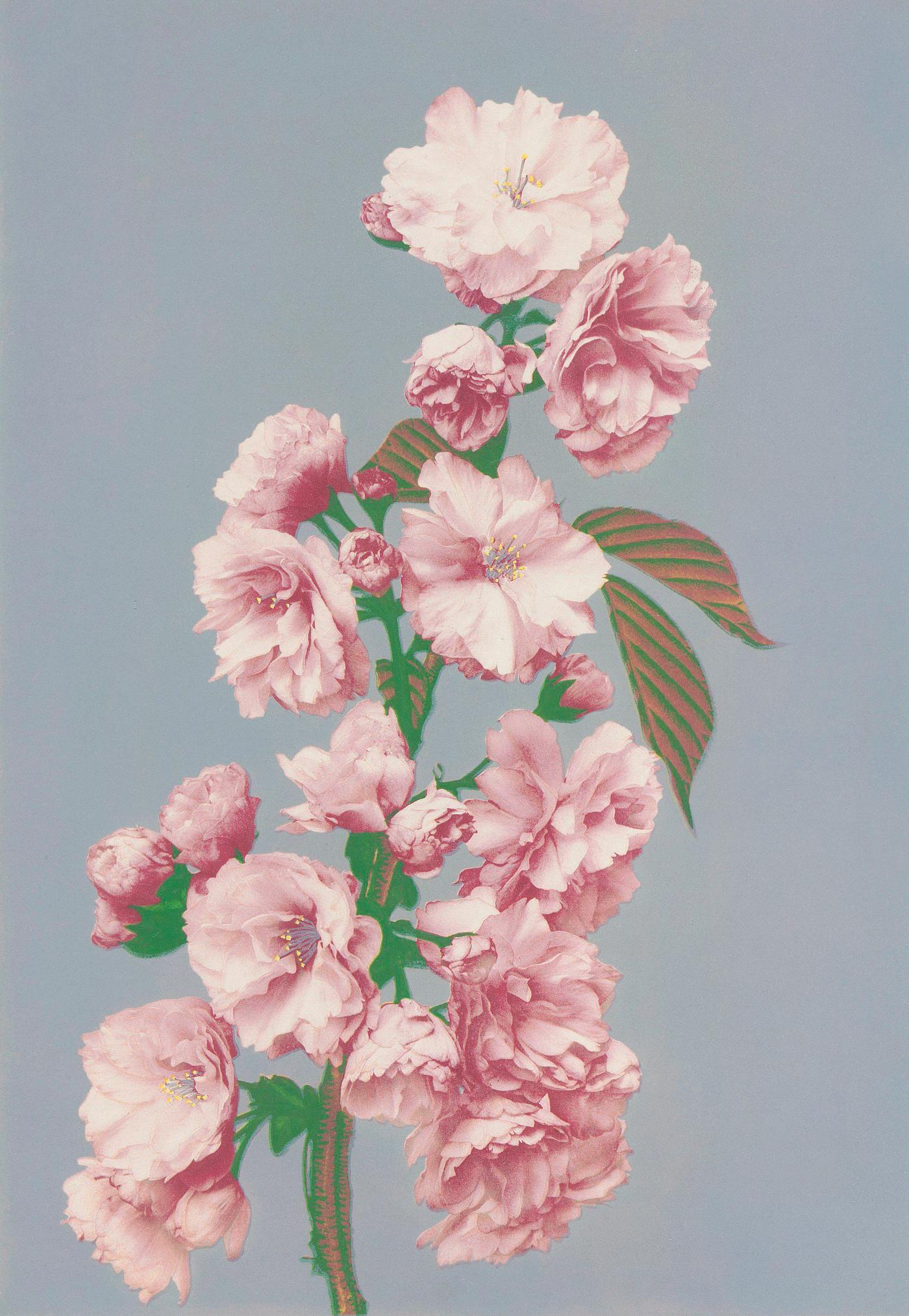 Beautiful photomechanical prints of Cherry Blossom (1887-1897) by Ogawa Kazumasa. Original from The Rijksmuseum. Digitally... Beautiful photomechanical prints of Cherry Blossom (1887-1897) by Ogawa Kazumasa. Original from The Rijksmuseum. Digitally...