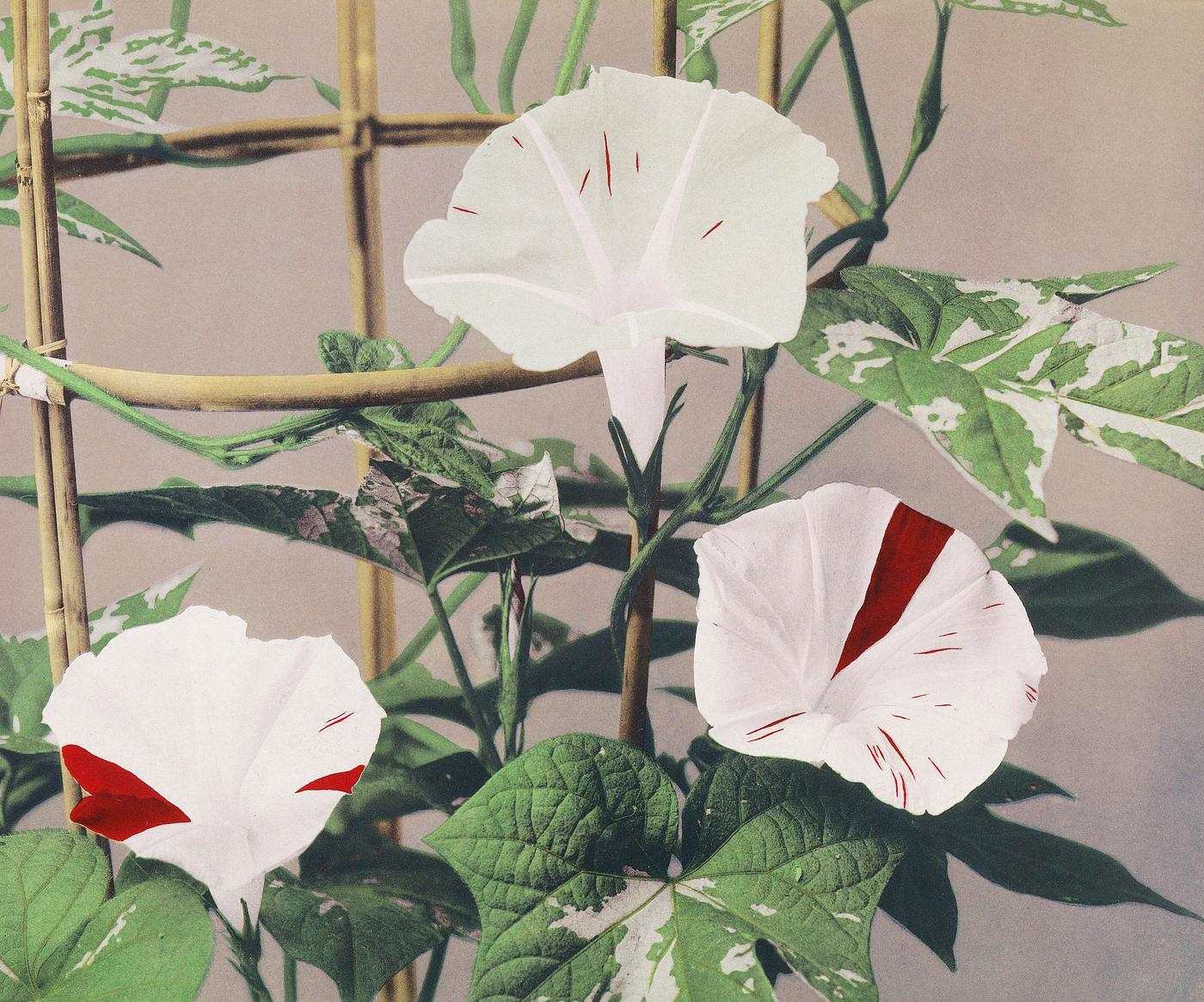 Beautiful photomechanical prints of Striped Bindweed Flowers (1887-1897) by Ogawa Kazumasa. Original from The Rijksmuseum.... Beautiful photomechanical prints of Striped Bindweed Flowers (1887-1897) by Ogawa Kazumasa. Original from The Rijksmuseum....