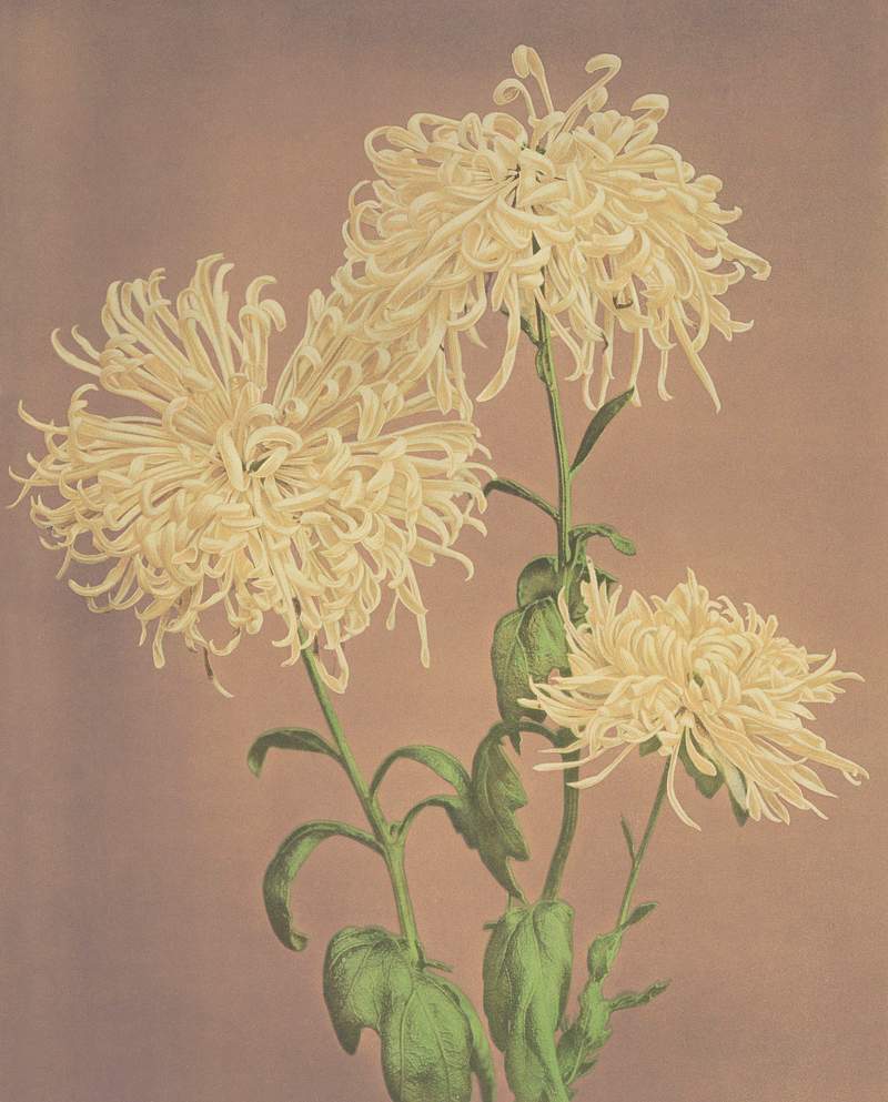 Beautiful photomechanical prints of Three… | Free public domain illustration Beautiful photomechanical prints of Three Yellow Chrysanthemums (1887–1897) by Ogawa Kazumasa. Original from The…