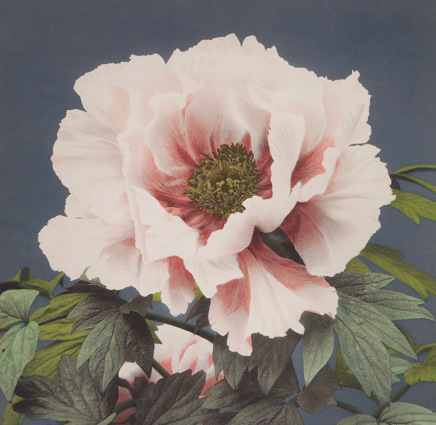 Beautiful photomechanical print of Peony (1887-1897) by Ogawa Kazumasa. Original from The Rijksmuseum. Digitally enhanced by... Beautiful photomechanical print of Peony (1887-1897) by Ogawa Kazumasa. Original from The Rijksmuseum. Digitally enhanced by...