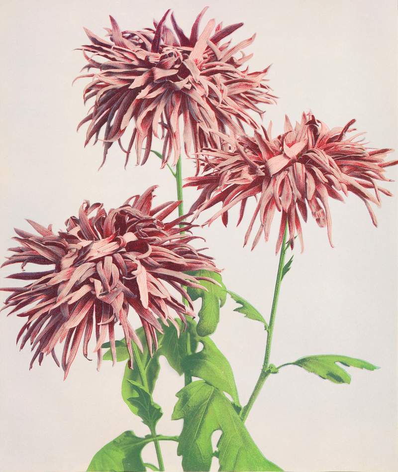 Beautiful photomechanical prints of Three Pink Chrysanthemum (1887–1897) by Ogawa Kazumasa. Original from The Rijksmuseum. Digitally enhanced by rawpixel. Beautiful photomechanical prints of Three Pink Chrysanthemum (1887–1897) by Ogawa Kazumasa. Original from The…