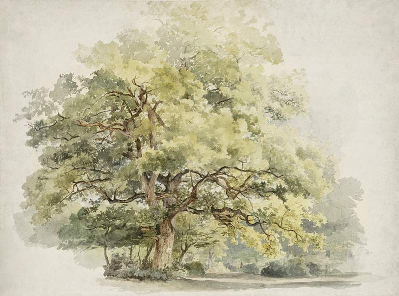 Vintage forest park artwork | Free public domain illustration Boomstudie by George Andries Roth (1809–1887). Original from the Rijksmuseum. Digitally enhanced by rawpixel.