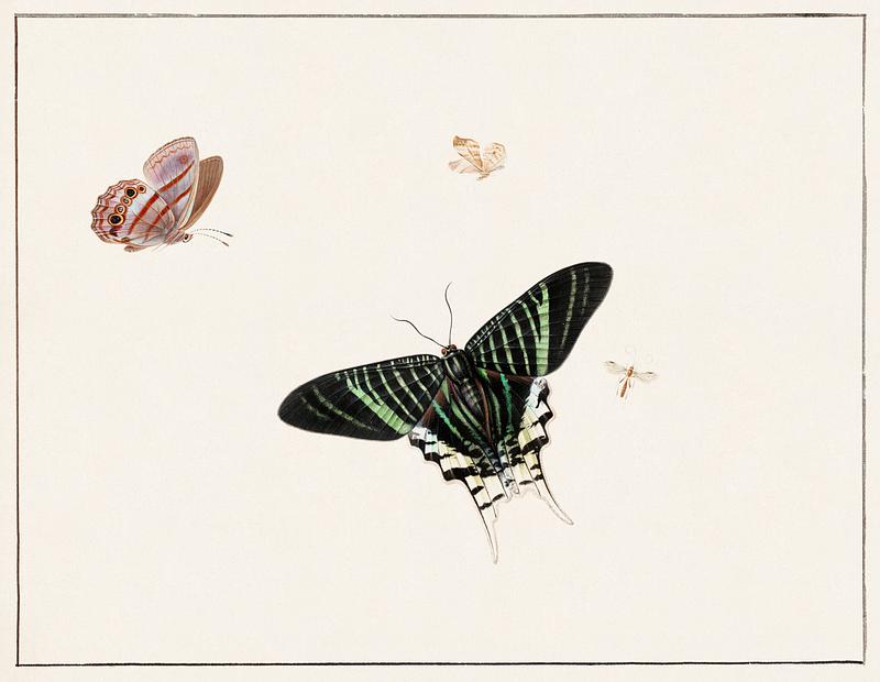 Three butterflies and a wasp by Herman Henstenburgh (c.1677-c.1726). Original from The Rijksmuseum. Digitally enhanced by rawpixel. Three butterflies and a wasp by Herman Henstenburgh (c.1677-c.1726). Original from The Rijksmuseum. Digitally enhanced by…