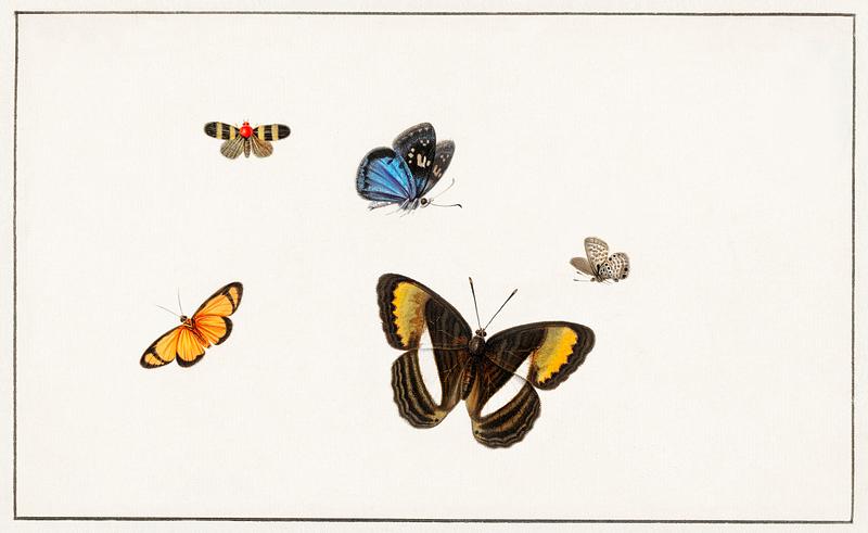 Five butterflies by Herman Henstenburgh (c.1677-c.1726). Original from The Rijksmuseum. Digitally enhanced by rawpixel. Five butterflies by Herman Henstenburgh (c.1677-c.1726). Original from The Rijksmuseum. Digitally enhanced by rawpixel.