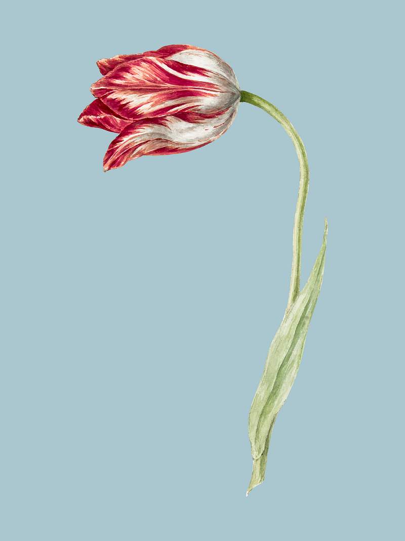 Pink tulip by Jean Bernard (1775-1883). Original from the Rijks Museum. Digitally enhanced by rawpixel. Pink tulip by Jean Bernard (1775-1883). Original from the Rijks Museum. Digitally enhanced by rawpixel.