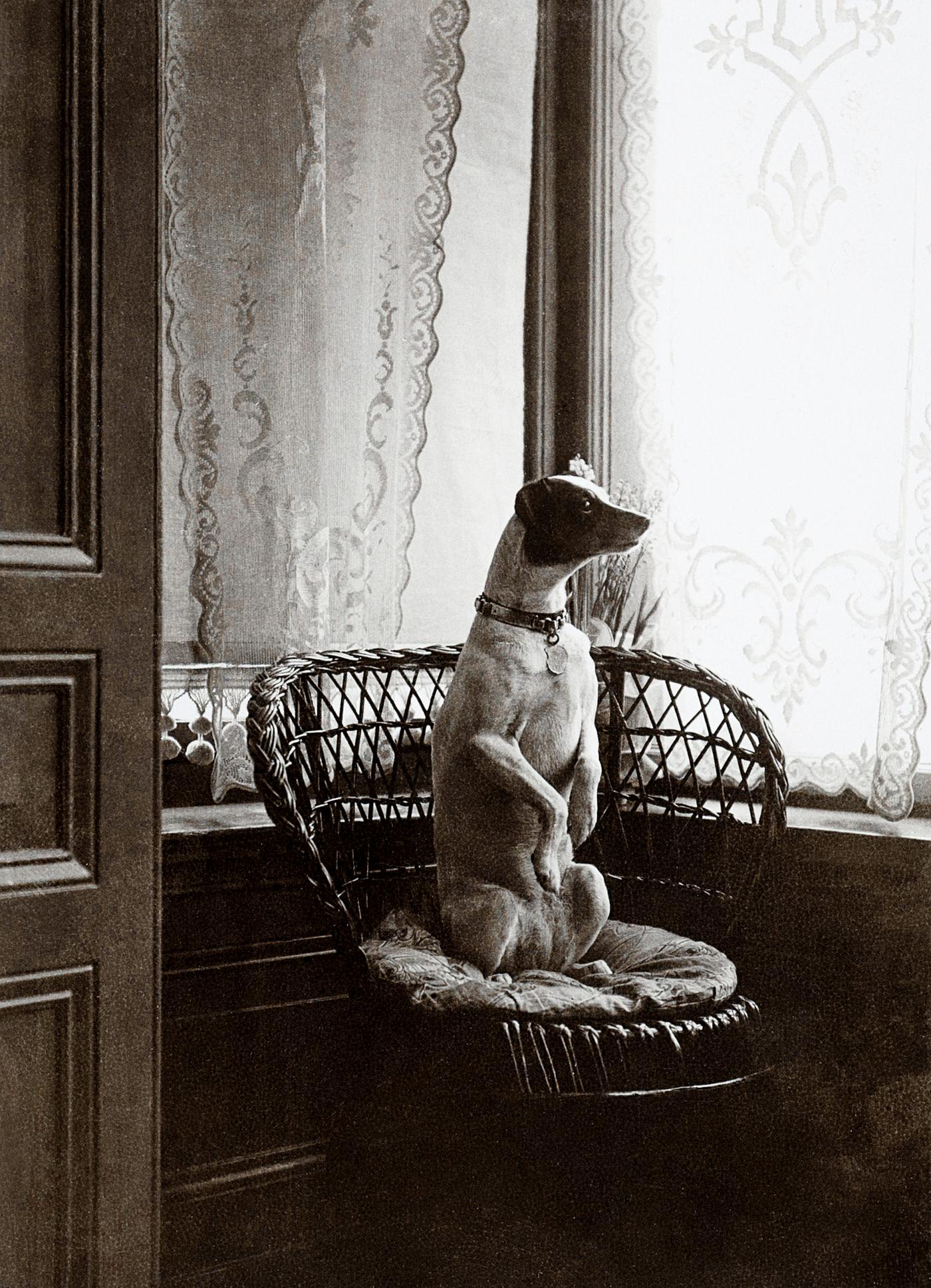 Sitting dog in a chair by a window (1900–1910) by anonymous. Original from The Rijksmuseum. Digitally enhanced by... Sitting dog in a chair by a window (1900–1910) by anonymous. Original from The Rijksmuseum. Digitally enhanced by...