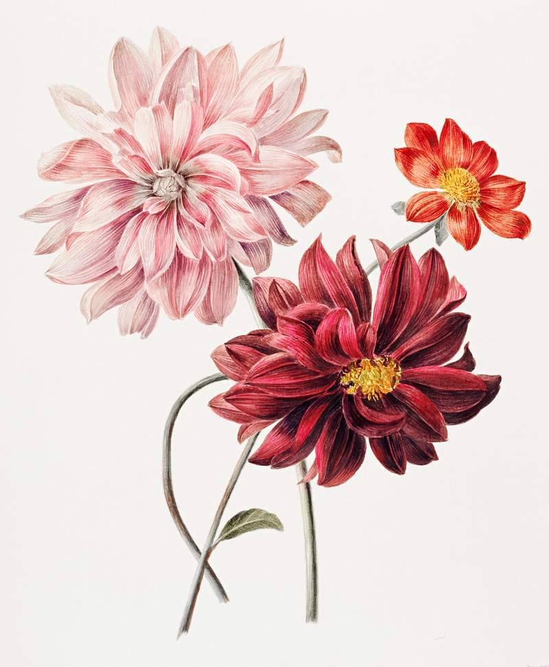 Vintage dahlias illustration wall art print and poster design remix from original artwork.