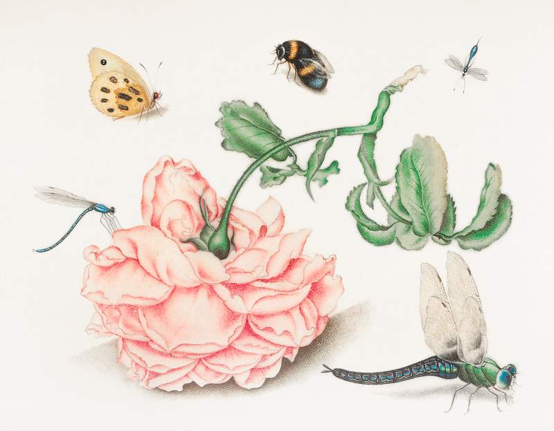 A Rose and Five Insects (1618) attributed to Christoffel van den Berghe. Original from The Rijksmuseum. Digitally enhanced by…