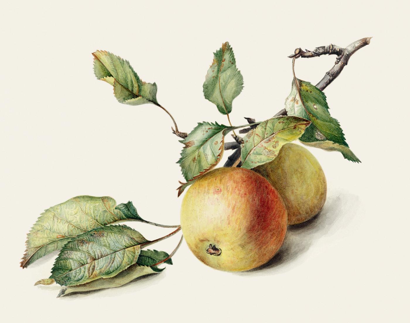 Two apples on a branch (1834–1895) by Johannes Reekers (II). Original from The Rijksmuseum. Digitally enhanced by... Two apples on a branch (1834–1895) by Johannes Reekers (II). Original from The Rijksmuseum. Digitally enhanced by...