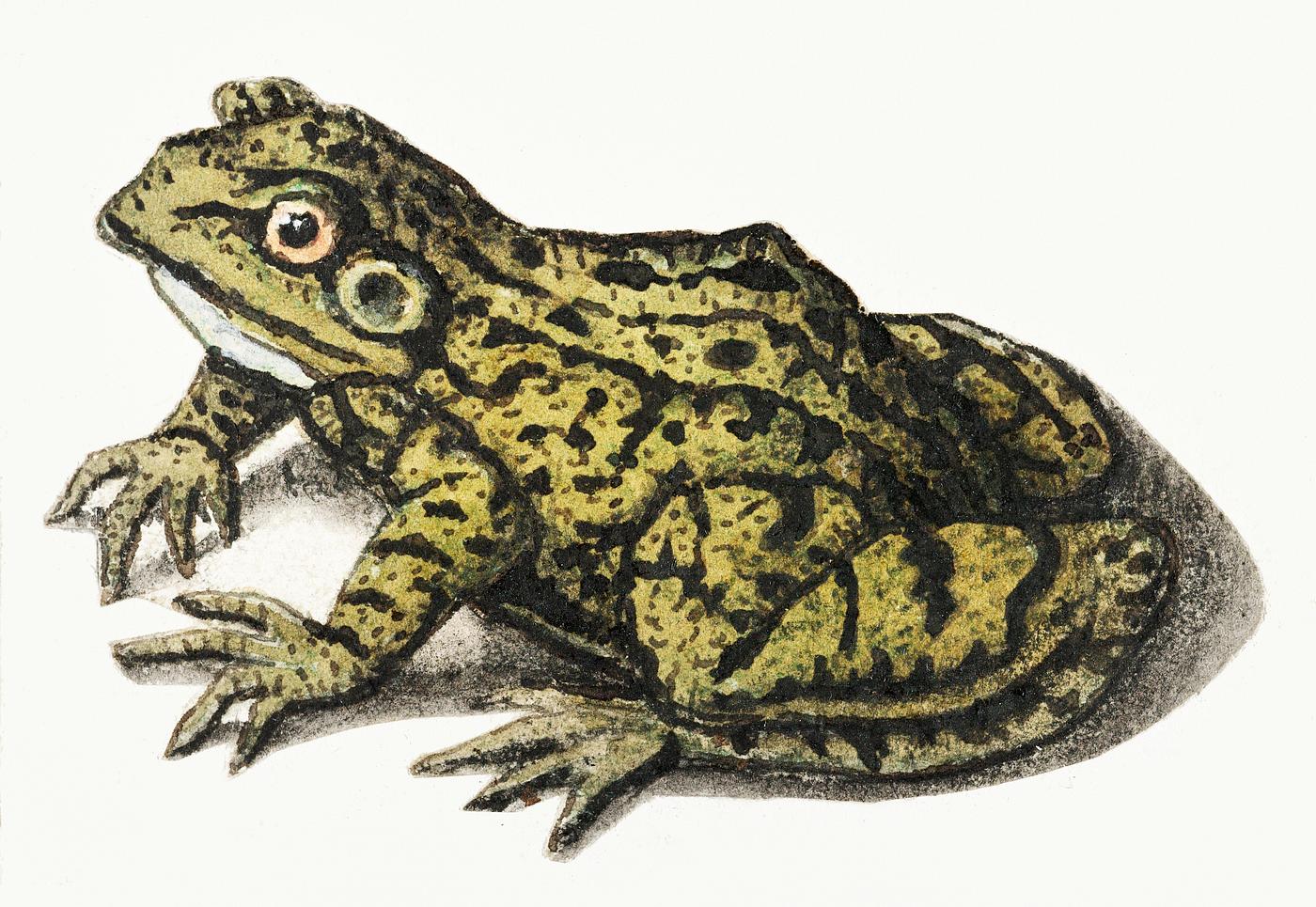 Frog by anonymous (1560–1585). Original from The Rijksmuseum. Digitally enhanced by rawpixel. Frog by anonymous (1560–1585). Original from The Rijksmuseum. Digitally enhanced by rawpixel.