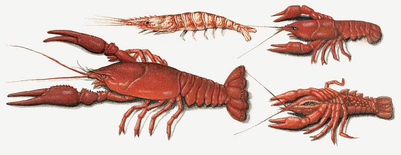 Vintage langoustine drawing Langoustine, two crayfish and shrimp (1560–1585) by anonymous. Original from The Rijksmuseum. Digitally enhanced by…