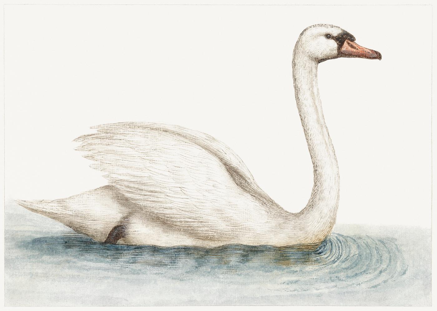 Swan (1560–1585) by anonymous. Original from The Rijksmuseum. Digitally enhanced by rawpixel. Swan (1560–1585) by anonymous. Original from The Rijksmuseum. Digitally enhanced by rawpixel.