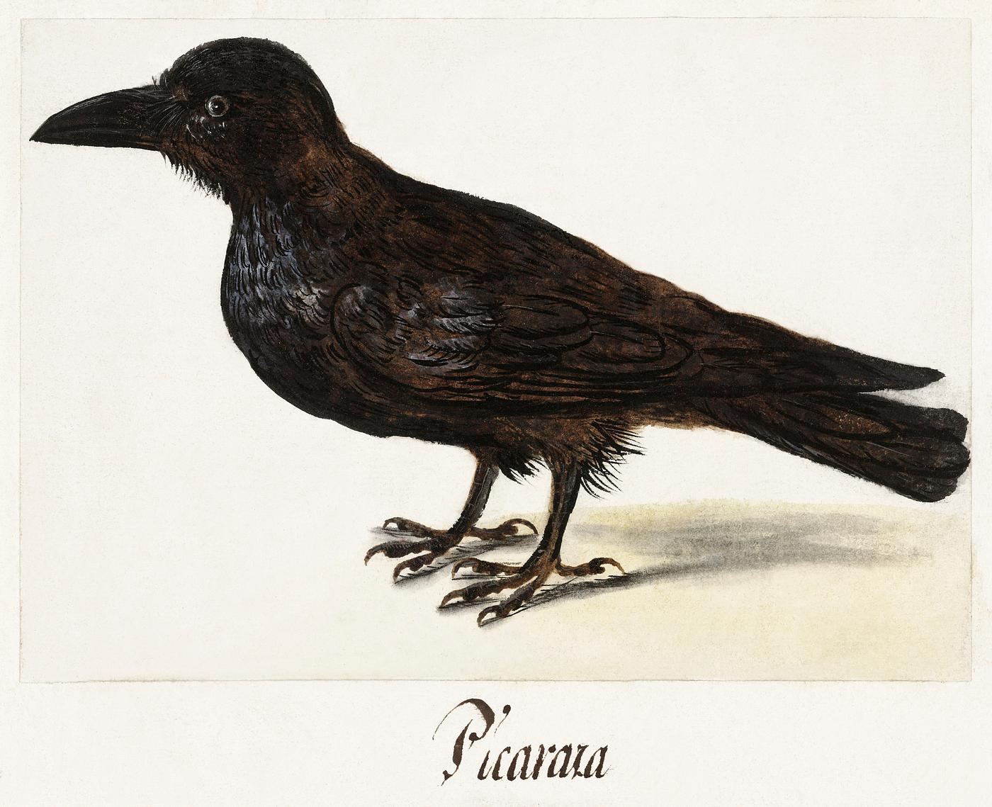 Black crow (1560–1585) by anonymous. Original from The Rijksmuseum. Digitally enhanced by rawpixel. Black crow (1560–1585) by anonymous. Original from The Rijksmuseum. Digitally enhanced by rawpixel.
