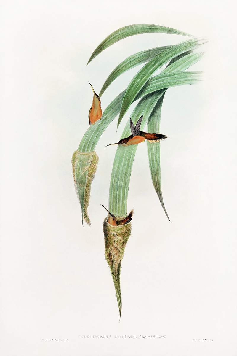 Phaethornis Griseogularis (1850) print in high resolution by John Gould. The Detroit Institute of Arts. Digitally enhanced by…