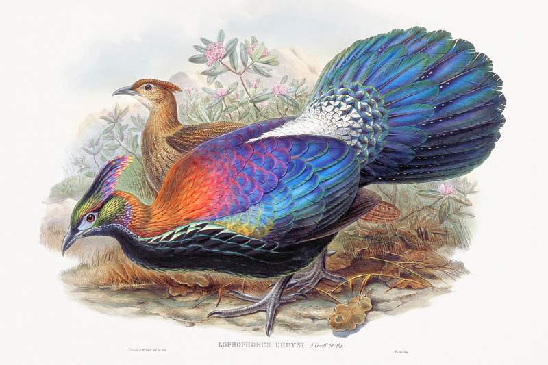 Lophophorus L'Huysi (1850–1883) print in high resolution by John Gould and Henry Constantine Richter. Original from The…