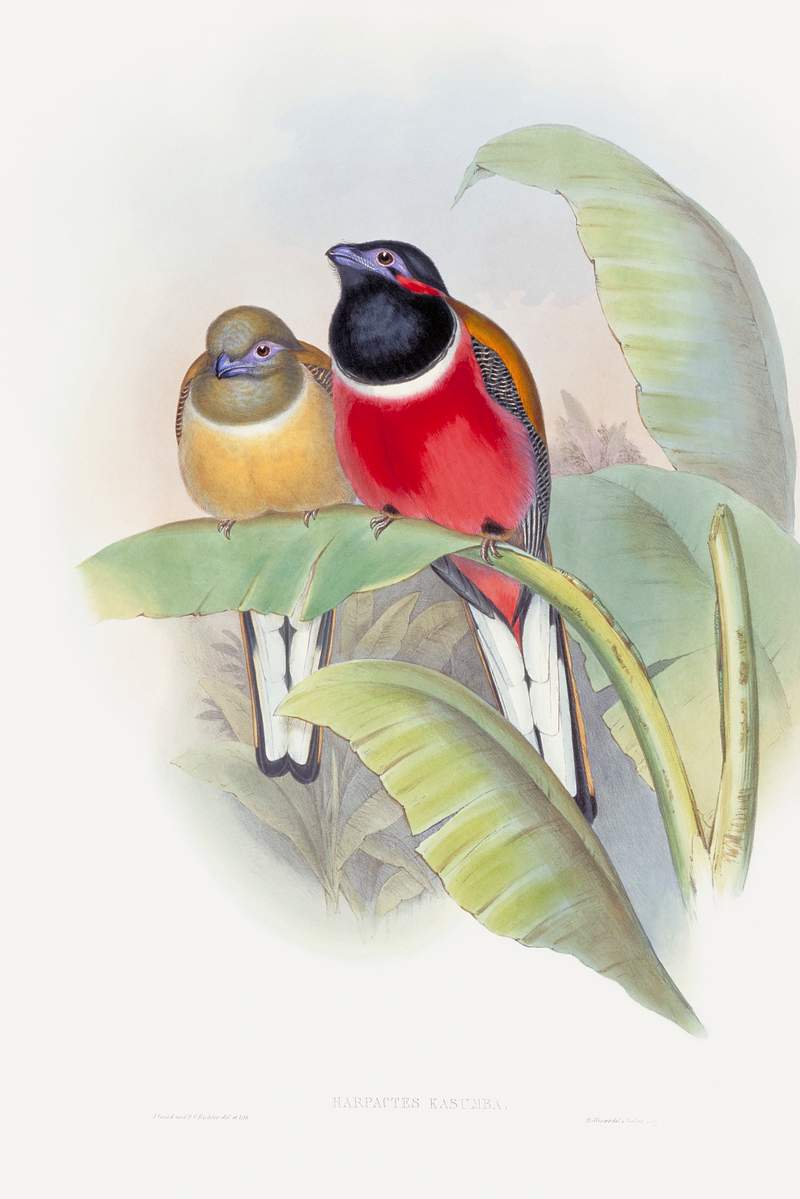 Harpactes Kasumba (1850–1883) print in high resolution by John Gould, Henry Constantine Richter and Charles Joseph…