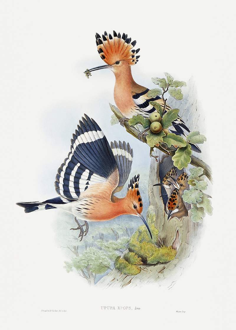 Heliomaster Angelae (1849–1887) print in high resolution by John Gould, Henry Constantine Richter and Charles Joseph…