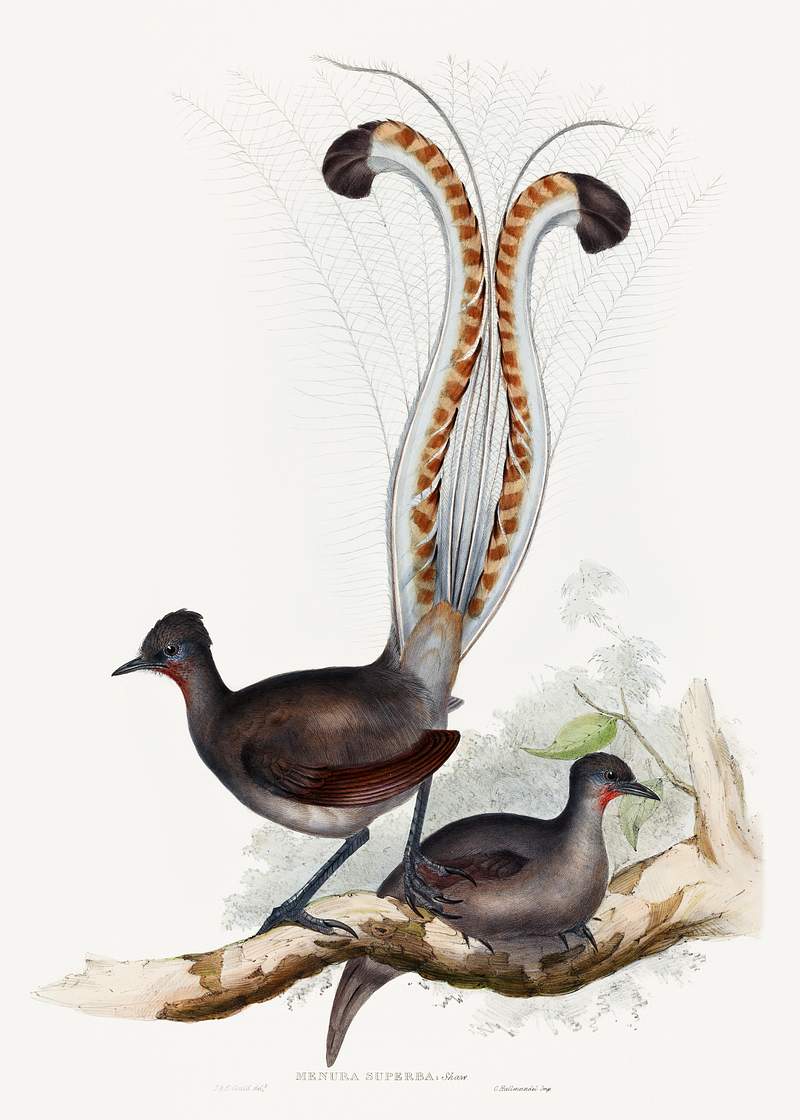 Shaw; Lyrebird (1837–1848) print in high resolution by John Gould, Elizabeth Gould and Charles Joseph Hullmandel.…