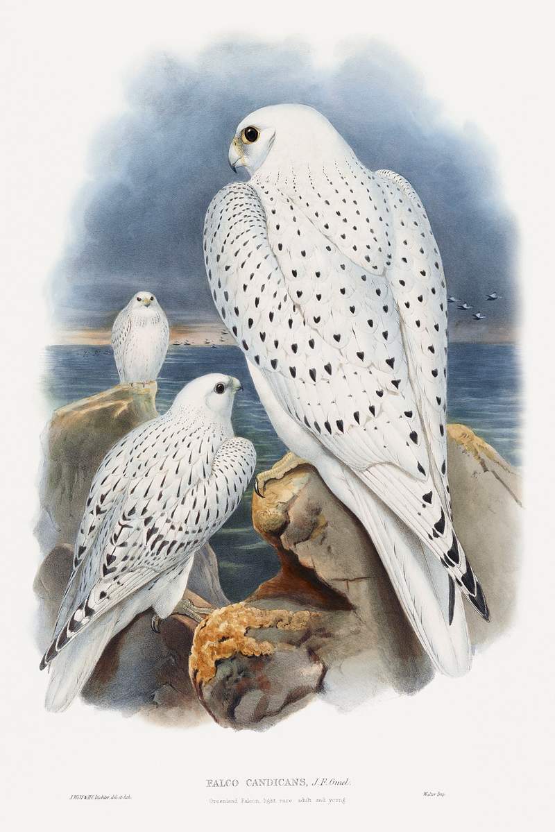 Greenland Falcon (1862–1873) print in high resolution by John Gould. Original from The Minneapolis Institute of Art.…