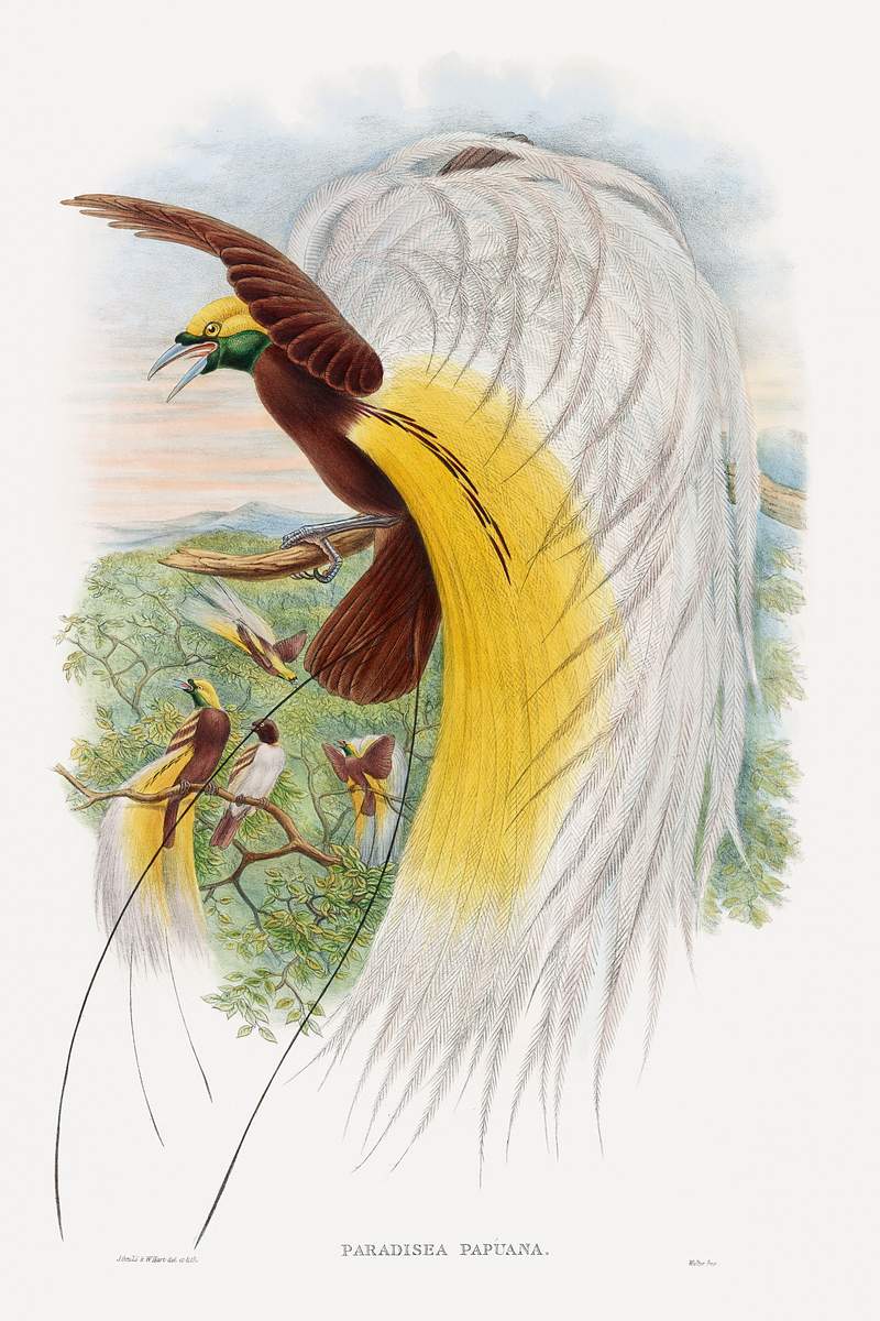Paradisea Papuana; Papuana Bird of Paradise (1875–1888) print in high resolution by John Gould and William Matthew…
