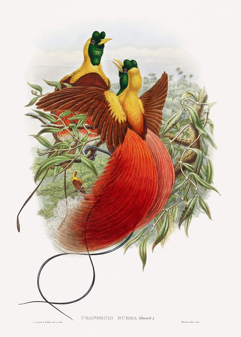Loddigesia Mirabilis (1849–1887) print in high resolution by John Gould and William Matthew Hart. Original from The…