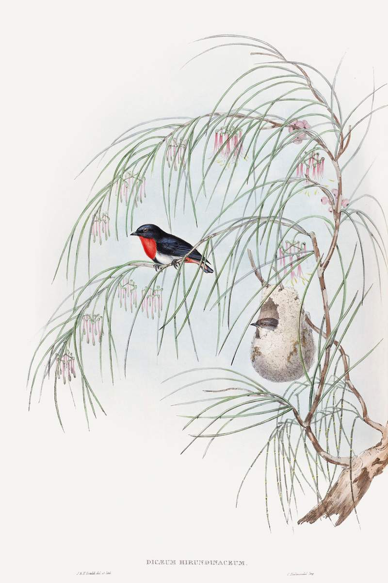 Dicaeum Hirundinaceum; Swallow Diaeumby (1848) print in high resolution by John Gould, Charles Joseph Hullmandel, and Henry…