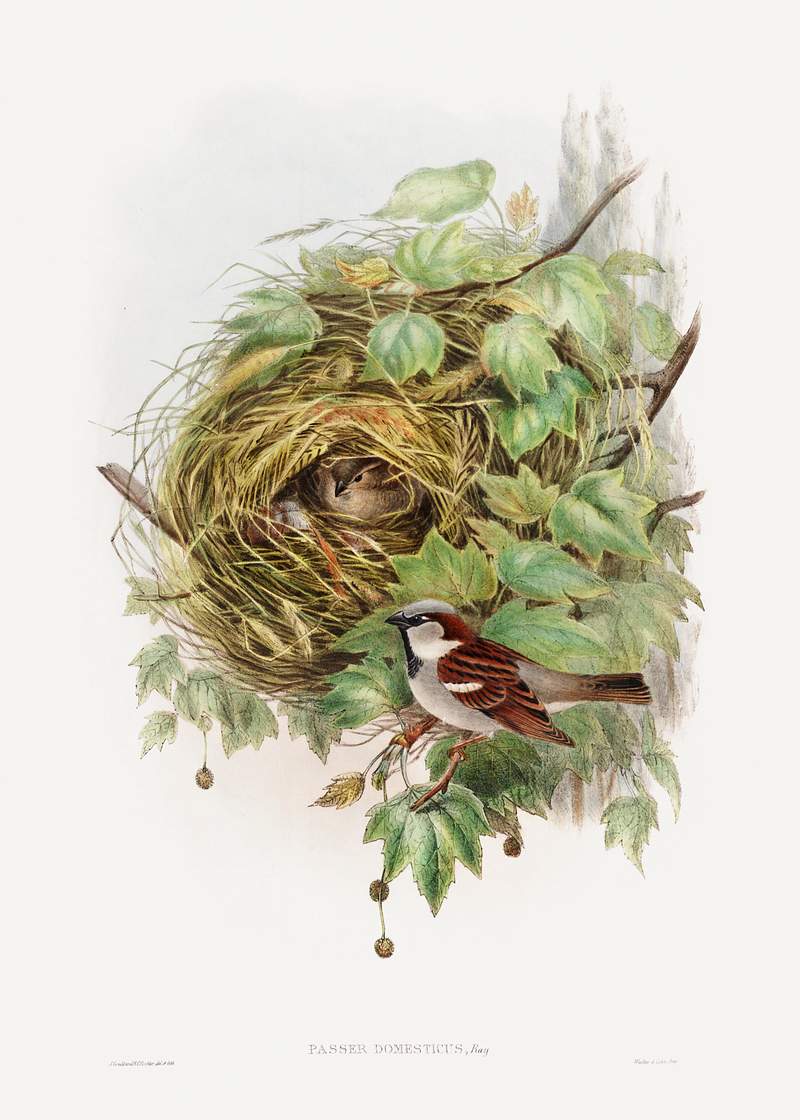Passer Domesticus; House Sparrow (1873) print in high resolution by John Gould and Henry Constantine Richter. Original The…