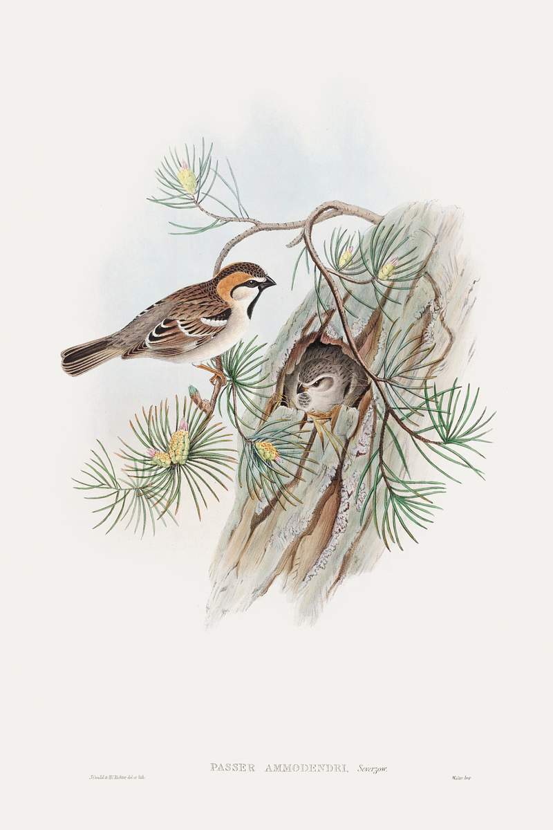 Passer Ammodendri, Severtzow; Turkestan Sparrow (1850–1883) print in high resolution by John Gould. Original The…
