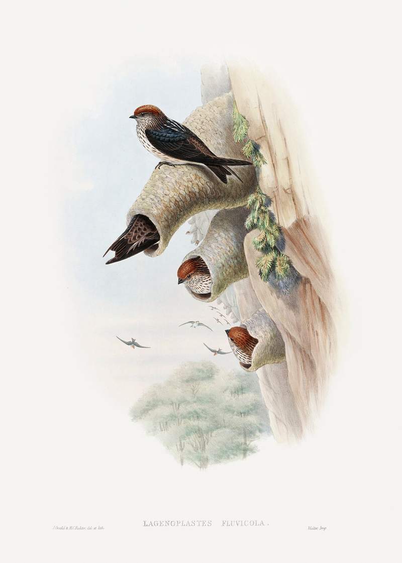Lagenoplastes Fluvicola; Indian Cliff-Swallow (1850–1883) print in high resolution by John Gould. Original The Beinecke…