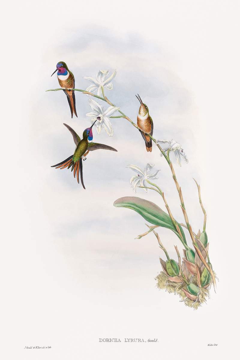 The family of hummingbirds (1887) print in high resolution by John Gould. Original The Beinecke Rare Book & Manuscript…