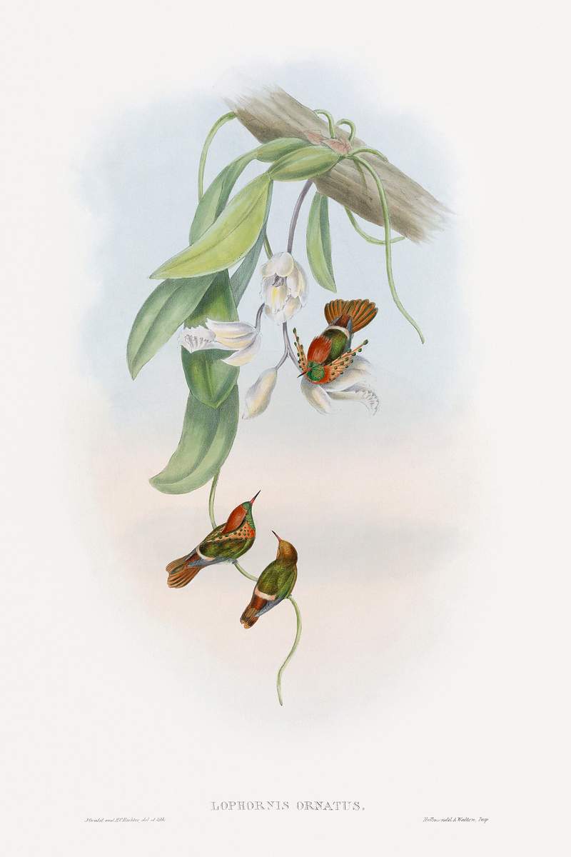 The family of hummingbirds (1861) print in high resolution by John Gould. Original The Beinecke Rare Book & Manuscript…