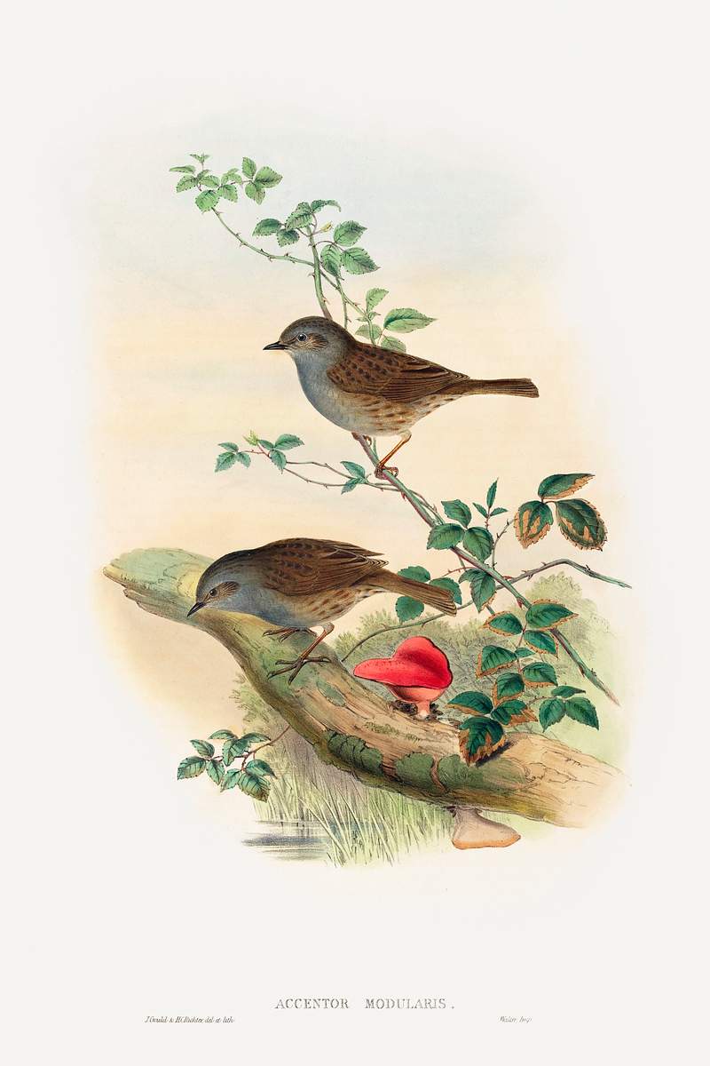 Accentor modularis; Dunnock (1804–1881) print in high resolution print in high resolution by John Gould and Henry…
