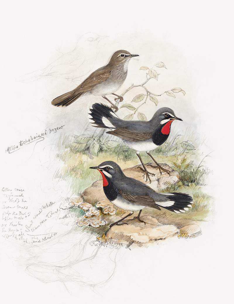 Calliope Tschebaiswi (1804–1881) print in high resolution by John Gould. Original from Yale Center For British Art.…